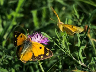 Souci (Le) Colias crocea (Geoffroy in Fourcroy, 1785)