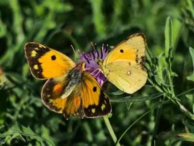 Souci (Le) Colias crocea (Geoffroy in Fourcroy, 1785)