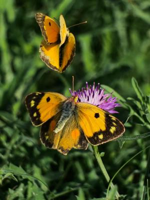 Souci (Le) Colias crocea (Geoffroy in Fourcroy, 1785)