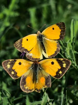 Souci (Le) Colias crocea (Geoffroy in Fourcroy, 1785)