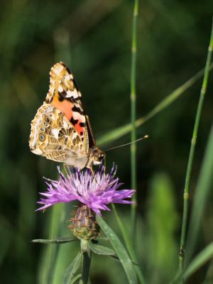 Vanesse des Chardons (La), Belle-Dame (La), Vaness Vanessa cardui (Linnaeus, 1758)