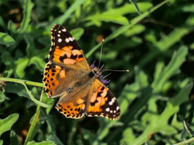 Vanesse des Chardons (La), Belle-Dame (La), Vaness Vanessa cardui (Linnaeus, 1758)