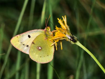 Souci (Le) Colias crocea (Geoffroy in Fourcroy, 1785)