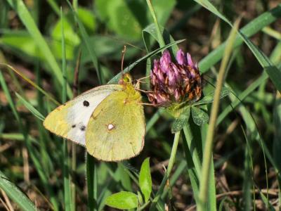 Souci (Le) Colias crocea (Geoffroy in Fourcroy, 1785)