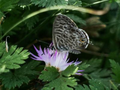 Azuré de la Luzerne (L'), Azuré de Lang (L'), Argu Leptotes pirithous (Linnaeus, 1767)