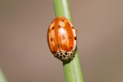 Coccinelle à quatre points Harmonia quadripunctata (Pontoppidan, 1763)