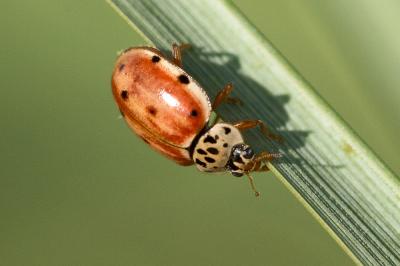 Coccinelle à quatre points Harmonia quadripunctata (Pontoppidan, 1763)