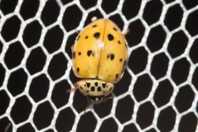 Coccinelle à quatre points Harmonia quadripunctata (Pontoppidan, 1763)