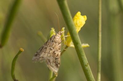  Hellula undalis (Fabricius, 1781)