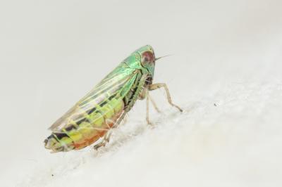  Aconurella prolixa (Lethierry, 1885)