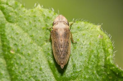  Aphrodes 