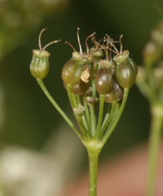 Petit boucage, Persil de Bouc Pimpinella saxifraga L., 1753