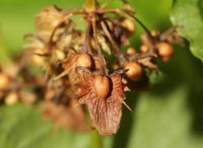 Patience à feuilles obtuses, Patience sauvage Rumex obtusifolius L., 1753