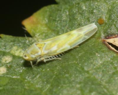  Fruticidia bisignata (Mulsant & Rey, 1855)