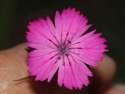 Oeillet des Chartreux Dianthus carthusianorum subsp. carthusianorum L., 1753