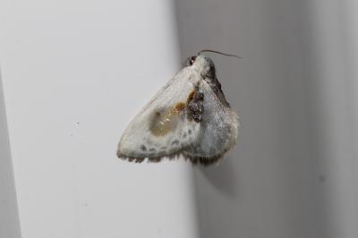 Petite Epine (La) Cilix glaucata (Scopoli, 1763)