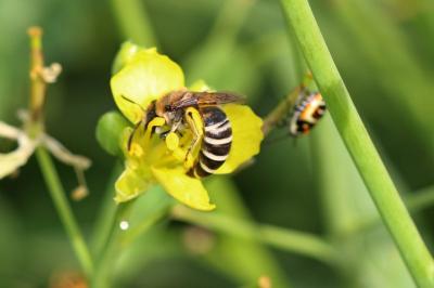  Colletes Latreille, 1802
