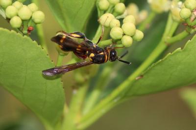  Leucospis Fabricius, 1775