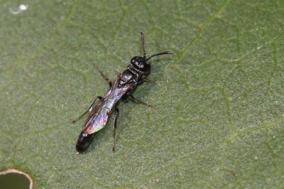  Trypoxylon Latreille, 1796