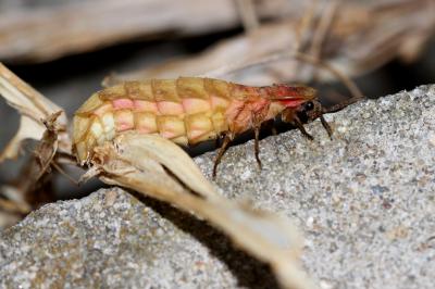 Lampyre méridional Nyctophila reichii (Jacquelin du Val, 1859)