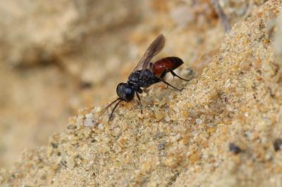  Miscophus Jurine, 1807