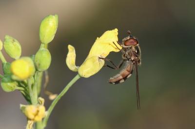  Xanthandrus comtus (Harris, 1780)