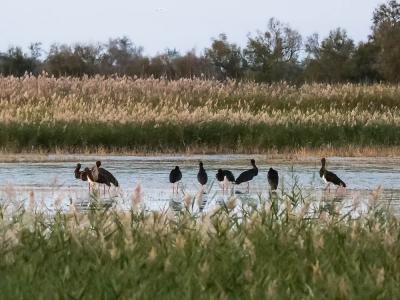 Cigogne noire Ciconia nigra (Linnaeus, 1758)