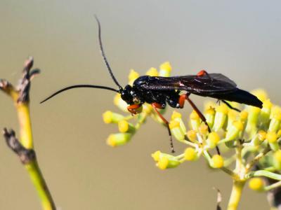  Pimpla rufipes (Miller, 1759)