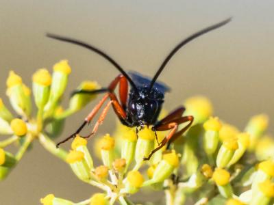  Pimpla rufipes (Miller, 1759)