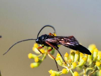  Pimpla rufipes (Miller, 1759)