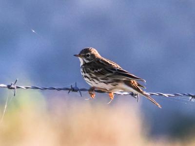 Pipit farlouse Anthus pratensis (Linnaeus, 1758)