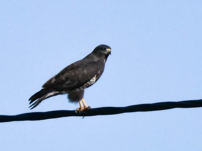 Buse variable Buteo buteo (Linnaeus, 1758)