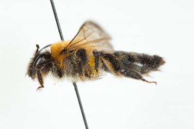  Andrena nitida (Müller, 1776)