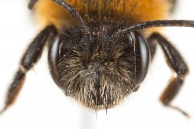  Andrena nitida (Müller, 1776)