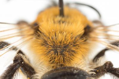  Andrena nitida (Müller, 1776)