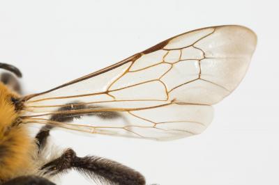  Andrena nitida (Müller, 1776)