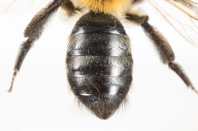  Andrena nitida (Müller, 1776)
