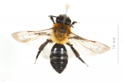  Andrena nitida (Müller, 1776)
