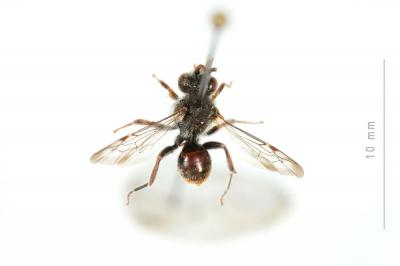  Nomada integra Brullé, 1832