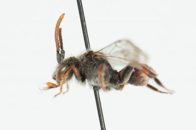  Nomada integra Brullé, 1832
