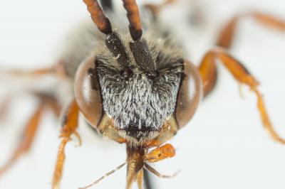  Nomada integra Brullé, 1832