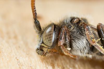  Nomada integra Brullé, 1832