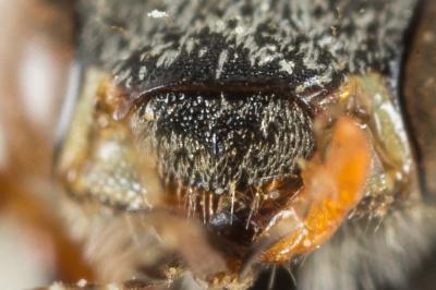  Nomada integra Brullé, 1832