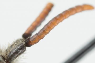  Nomada integra Brullé, 1832