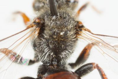 Nomada integra Brullé, 1832