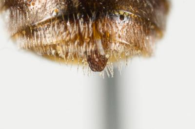  Nomada integra Brullé, 1832