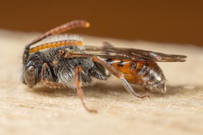  Nomada serricornis Pérez, 1884