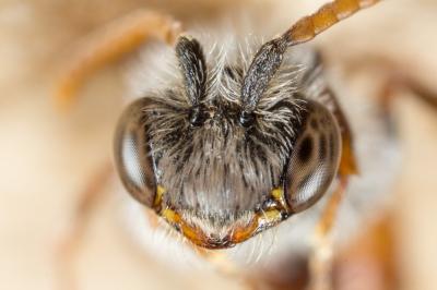 Nomada serricornis Pérez, 1884