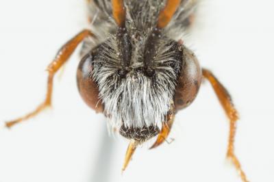  Nomada serricornis Pérez, 1884