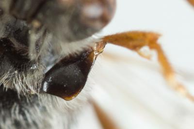  Nomada serricornis Pérez, 1884